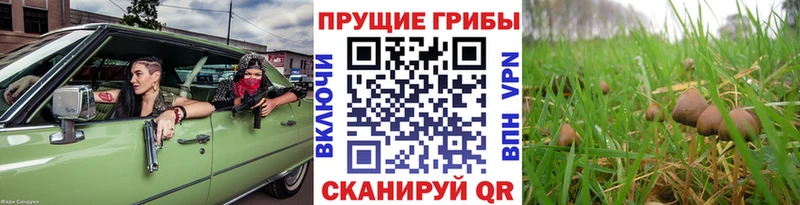 Галлюциногенные грибы GOLDEN TEACHER  Асбест 